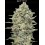Gelato #33 Fast - Advanced Seeds