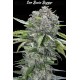 San Bacio Burger - Advanced Seeds