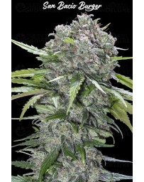 San Bacio Burger - Advanced Seeds