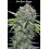 San Bacio Burger - Advanced Seeds