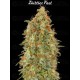 Zkittlez Fast - Advanced Seeds