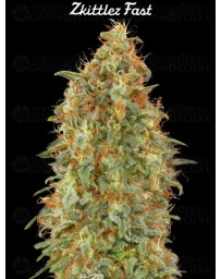 Zkittlez Fast - Advanced Seeds
