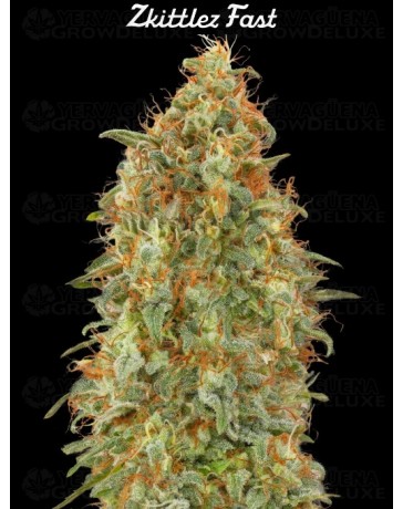 Zkittlez Fast - Advanced Seeds