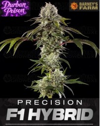 Durban Poison - Barney's Farm