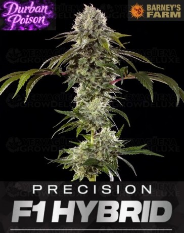 Durban Poison - Barney's Farm