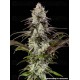London Pound Cake - Barney's Farm