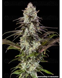 London Pound Cake - Barney's Farm
