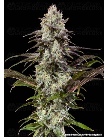 London Pound Cake - Barney's Farm