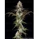 London Pound Cake - Barney's Farm