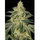 Afghan Hash Plant Auto - Barney's Farm