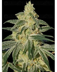 Afghan Hash Plant Auto - Barney's Farm