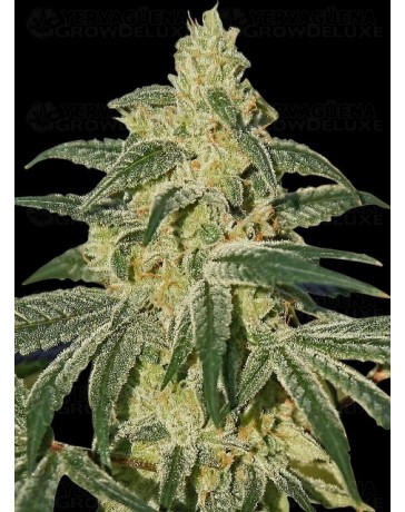 Afghan Hash Plant Auto - Barney's Farm