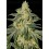 Afghan Hash Plant Auto - Barney's Farm
