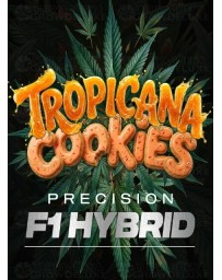 Tropicana Cookies Auto - Barney's Farm