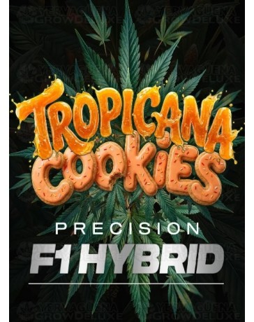 Tropicana Cookies Auto - Barney's Farm