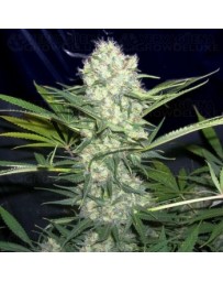 Aurora Indica Nirvana