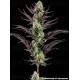 Thin Mint Frosting - Barney's Farm