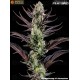 Thin Mint Frosting - Barney's Farm