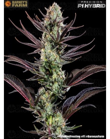 Thin Mint Frosting - Barney's Farm