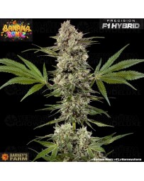 Banana Runtz - Barney's Farm