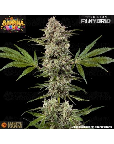 Banana Runtz - Barney's Farm