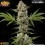 Banana Runtz - Barney's Farm