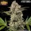Banana Runtz - Barney's Farm