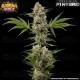 Banana Runtz - Barney's Farm