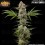 Banana Runtz - Barney's Farm