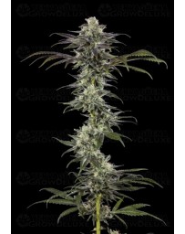 RS11 - Barney's Farm