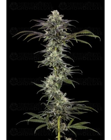 RS11 - Barney's Farm