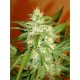 Auto Kaya 47 Advanced Seeds autofloreciente