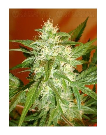 Auto Kaya 47 Advanced Seeds autofloreciente