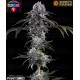 Durban Z - Barney's Farm