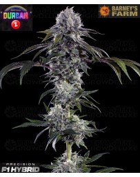 Durban Z - Barney's Farm