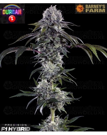 Durban Z - Barney's Farm