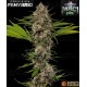MAC 1 - Barney's Farm
