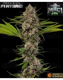 MAC 1 - Barney's Farm