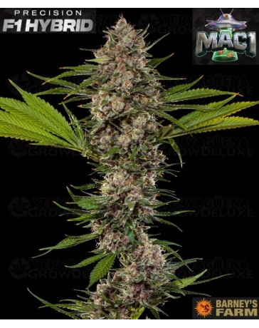 MAC 1 - Barney's Farm