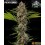 MAC 1 - Barney's Farm