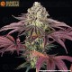 GrandDaddy Purple - Barney's Farm