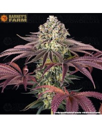 GrandDaddy Purple - Barney's Farm