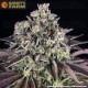 GrandDaddy Purple - Barney's Farm