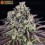 GrandDaddy Purple - Barney's Farm