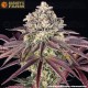 GrandDaddy Purple - Barney's Farm