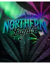 Northern Lights - Barney's Farm