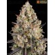 OG Kush - Barney's Farm