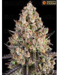 OG Kush - Barney's Farm