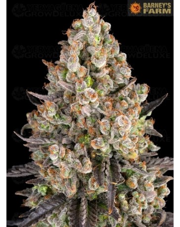 OG Kush - Barney's Farm