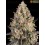 OG Kush - Barney's Farm